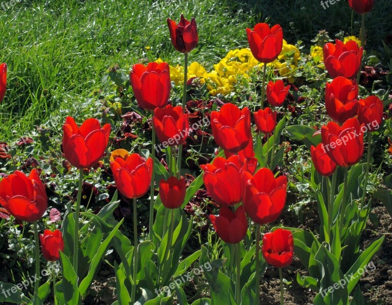 Red Tulips Tulips Flowers Bloom Blossom