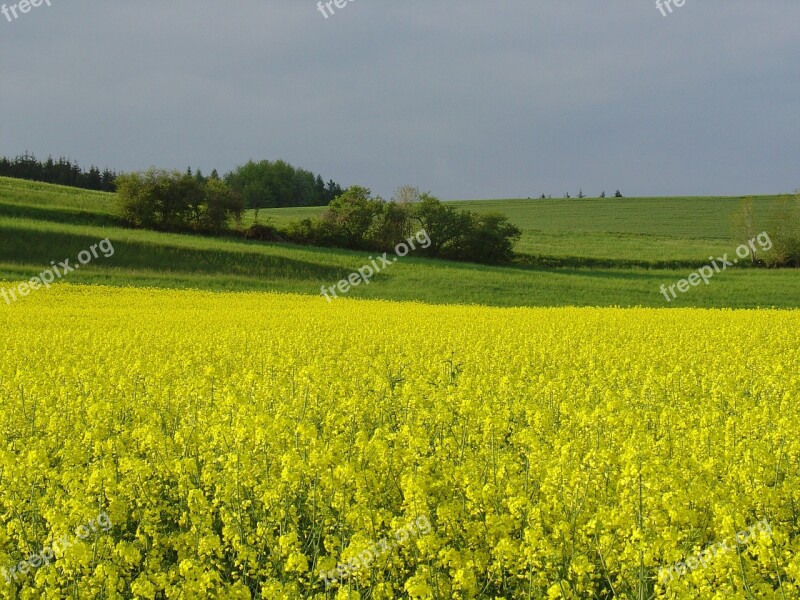 Yellow Oilseed Rape Field Field Of Rapeseeds Rape Blossom