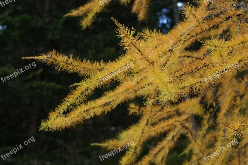 Larch Tree Autumn European Larch Golden Autumn