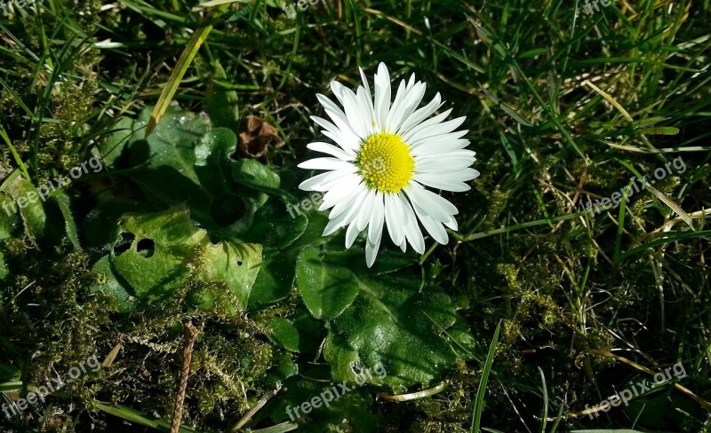 Daisy Spring Meadow Wildflowers Free Photos