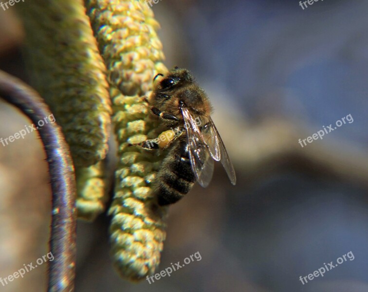 Wasp Bee Flowers Nectar Close Up