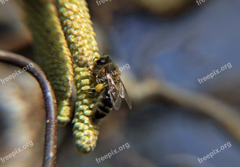 Wasp Hazel Flowers Bush Nectar Spring