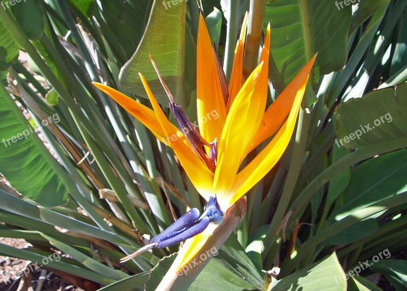 Strelizie Bird Of Paradise Flower Caudata Greenhouse Bright Colours Strelicia