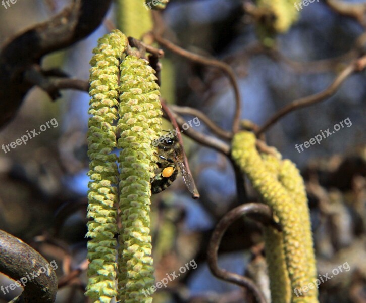 Wasp Macro Flowers Close Up True Wasp