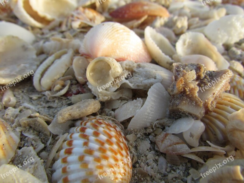 Sea Sea Shells Seashell Beach Ocean