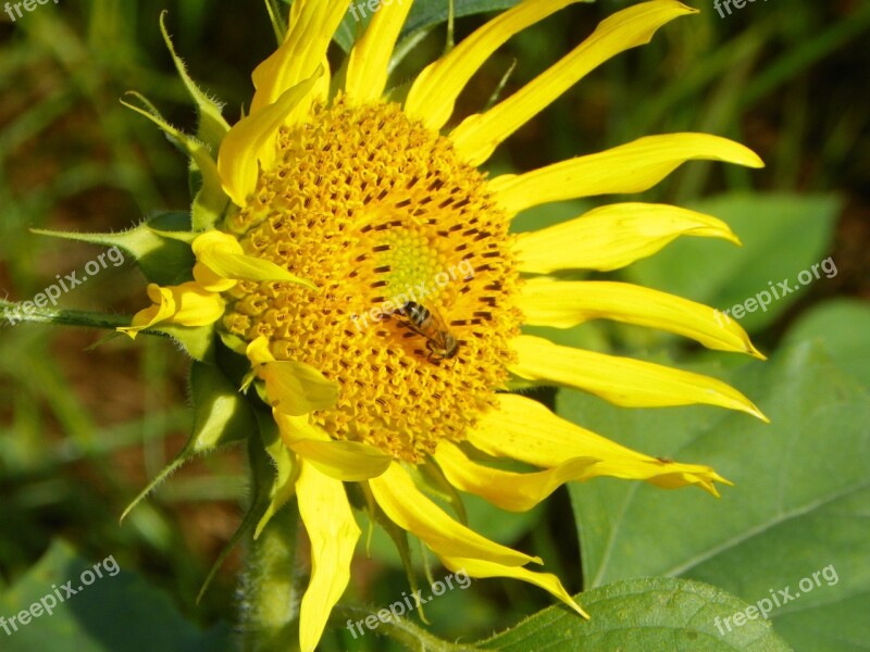 I Bee Sunflower Free Photos