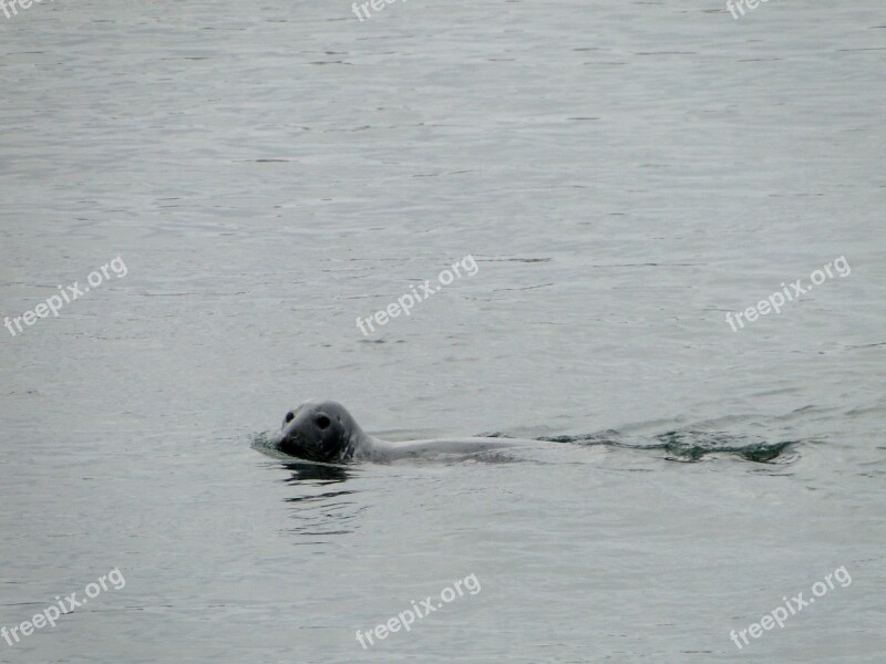 Seal Sea Scotland Beach Meeresbewohner