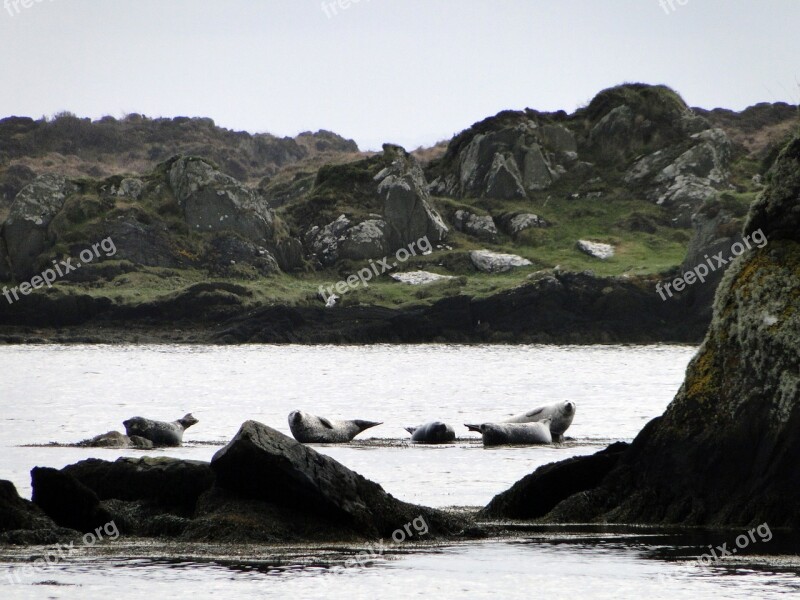 Seals Rocky Coast Nature Fauna Landscape