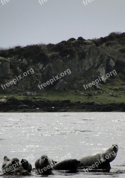 Seals Coast Sandbar Robbe Nature