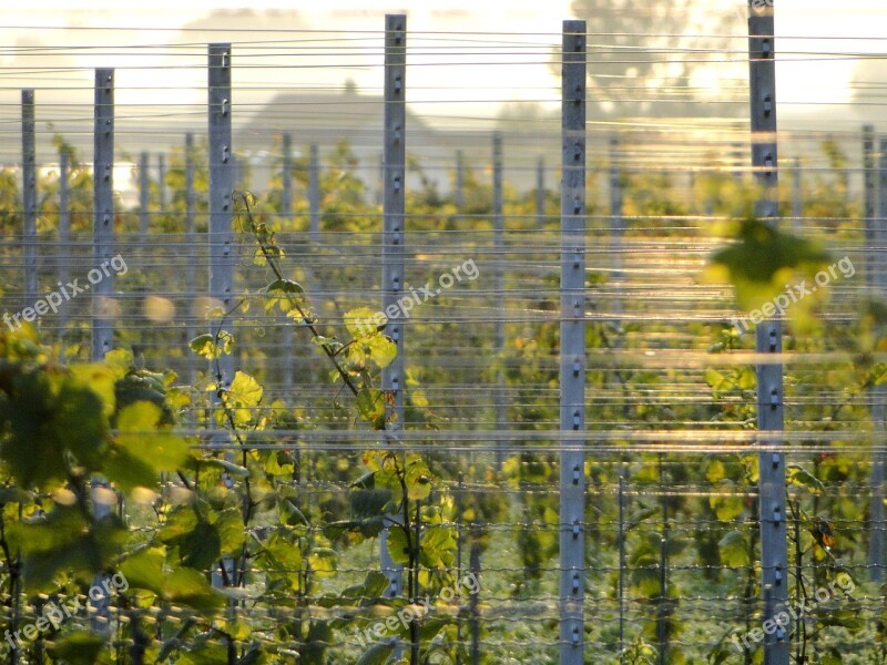 Grapevine Post Winegrowing Vine Vines