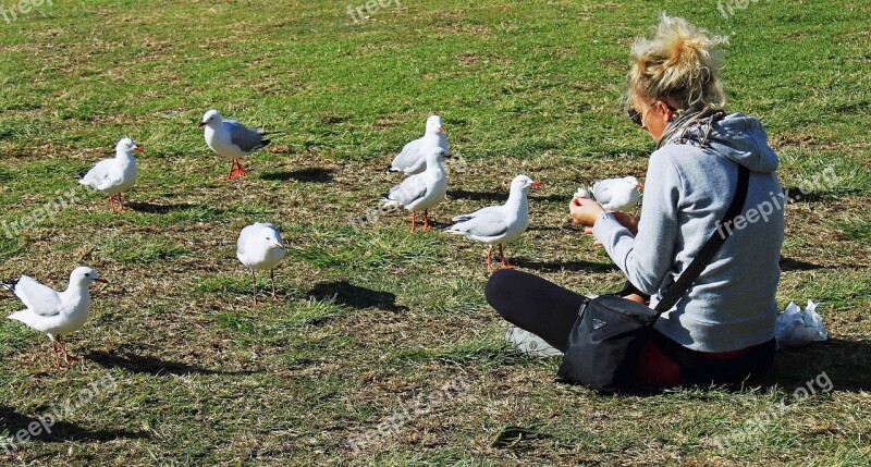 Gulls Feed Meadow Woman Hunger