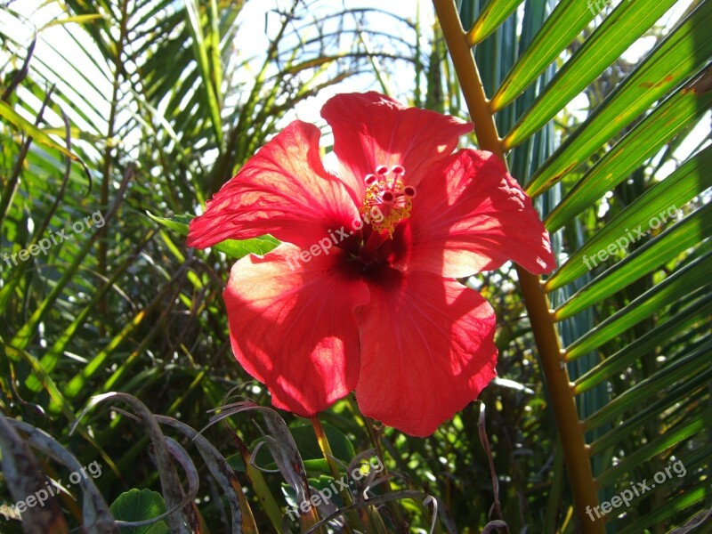 Hibiscus Flower Exotic Summer Free Photos