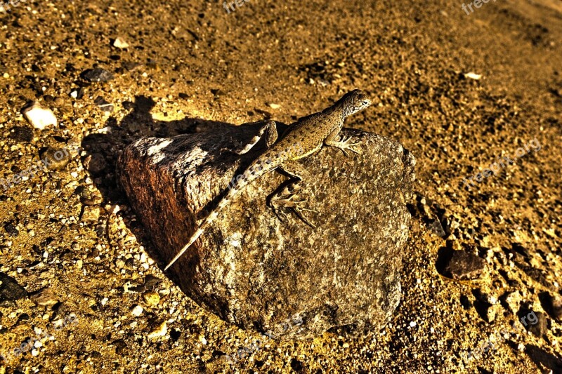 Desert Usa Lizard Death Valley Red