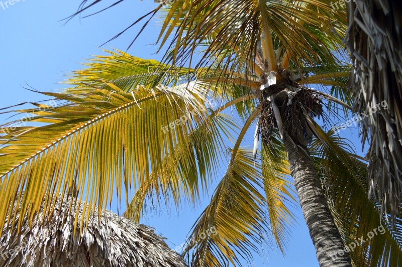 Palma Sky Palms Light Tree