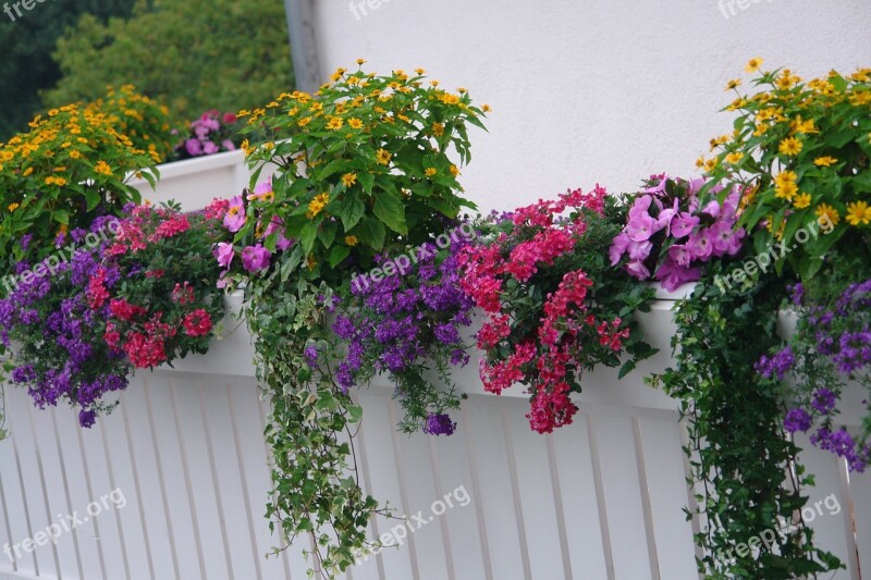 Balcony Plants Flowering Plant Summer Sun Free Photos