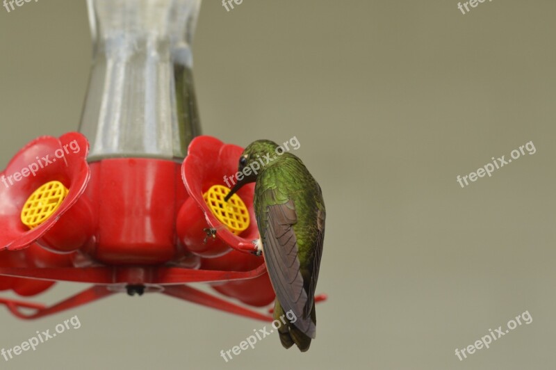 Bird Bebe Water Free Photos