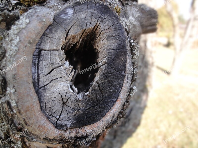 Strain Tree Nature Wood Old