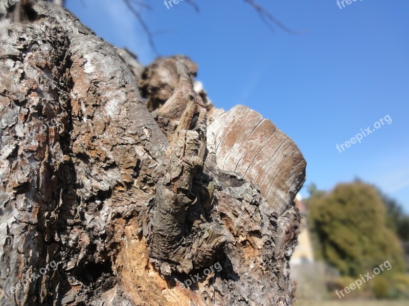 Tree Strain Bark Wood Old