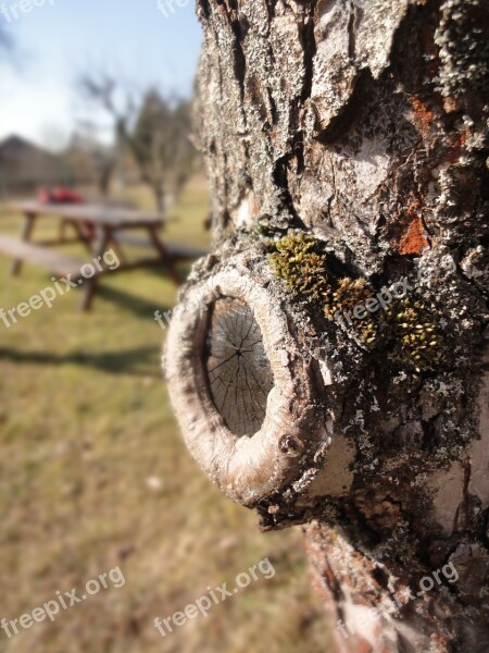 Tree Plant Nature Apple Tree Bark