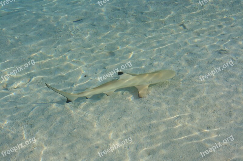 Shark Maldives Fish Free Photos