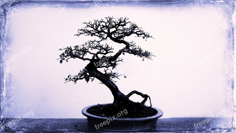 Tree Bonsai Small Tree Free Photos