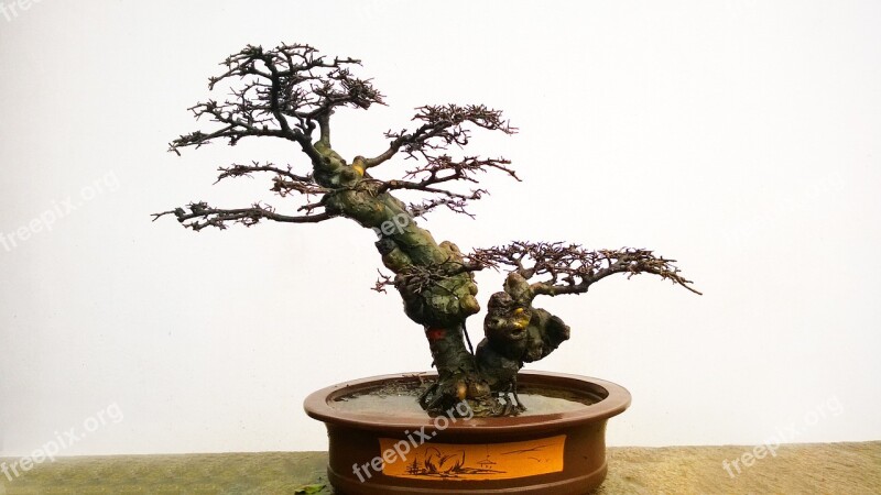 Bonsai Tree Plant Free Photos