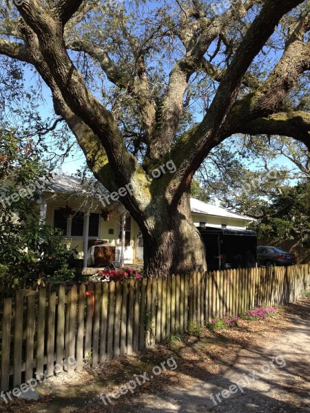 Tree Fence House Shade North Carolina