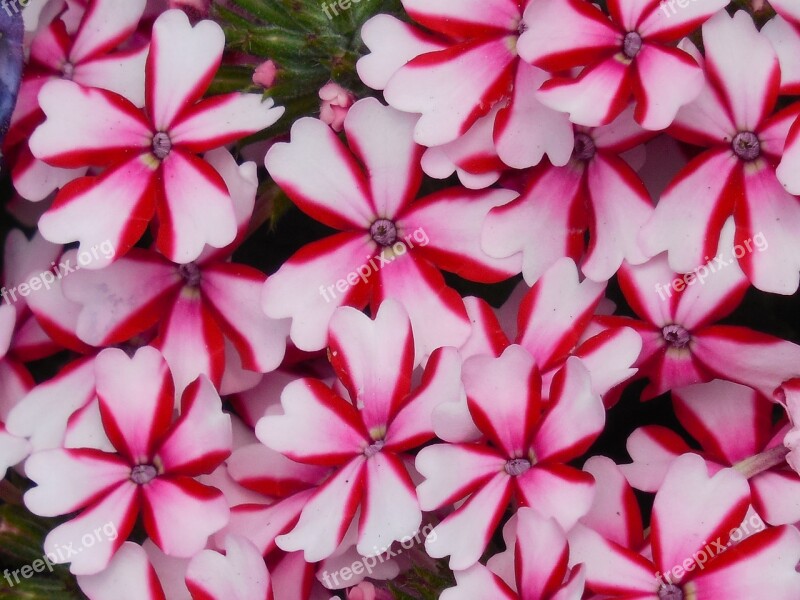 Peppermint Verbena Leaf Green White