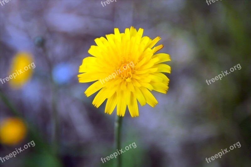 Yellow Flower Nature Outdoors Dandelion Free Photos