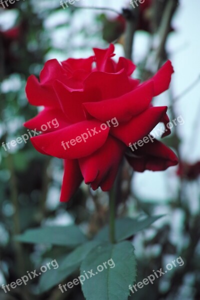 Red Roses Bush Flower Floral