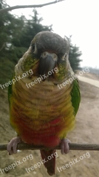 Bird Parrot Conure The Wild Free Photos