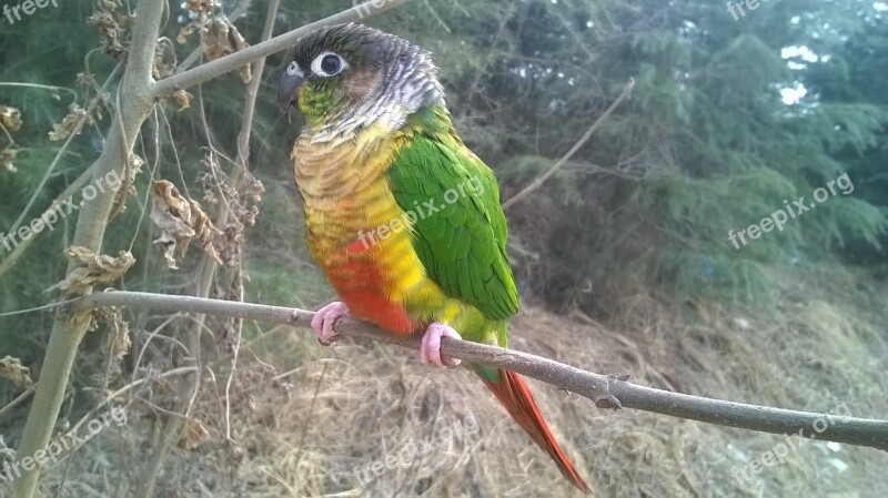 Bird Parrot Conure The Wild Free Photos