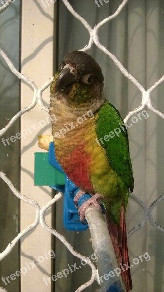 Bird Parrot Conure Green Yellow