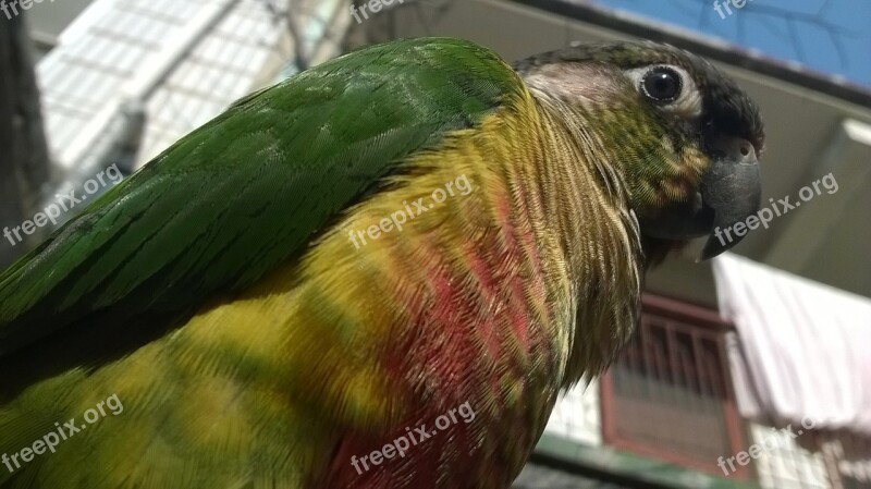 Bird Parrot Conure Green Yellow