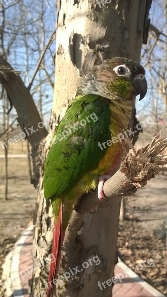 Bird Parrot Conure The Wild Green