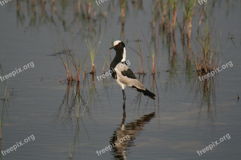 Bird Waterfowl Plover Blacksmith Wildlife