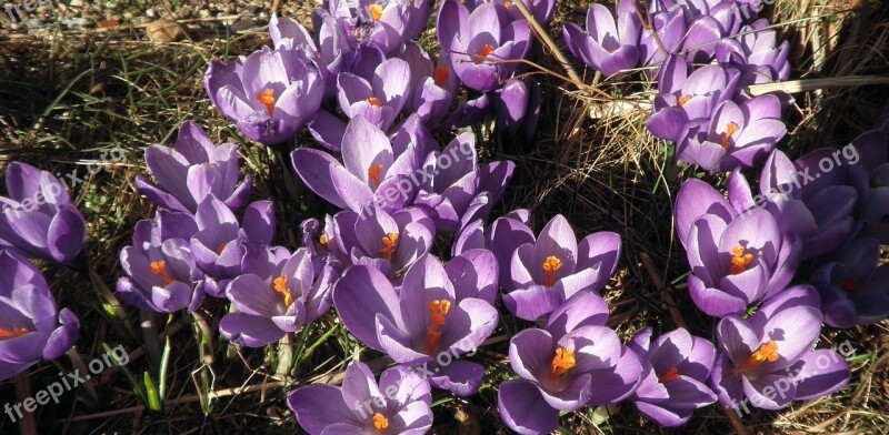 Crocus Spring Purple Flower Spring Flower