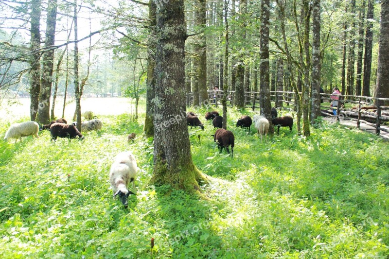 Sunshine Tree Sheep Animal Woods