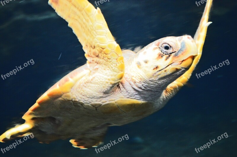 Turtle Animal Nature Slow Hull