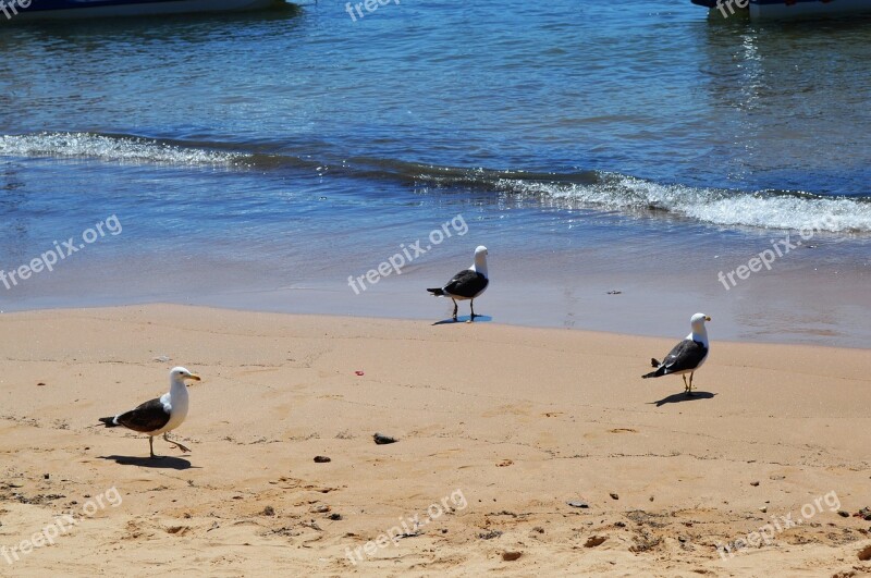 Beach Mar Beira Mar Nature Sand