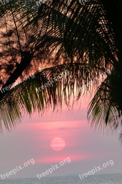 Sunset Palm Trees Sea Vacations Evening Sky