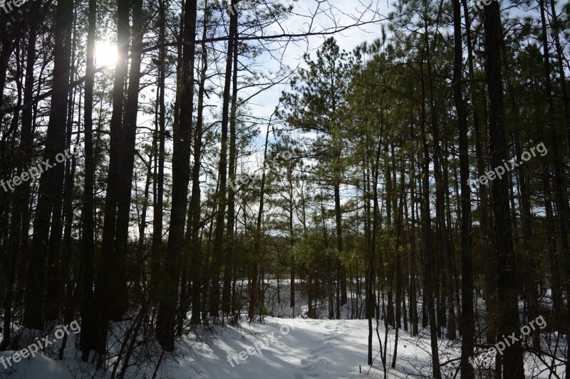 Forest Sunlight Snow Winter Trail