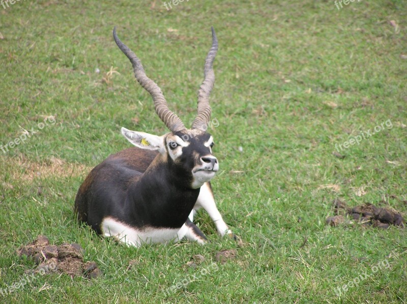 Antelope Black Buck Animal Safari Herbivore