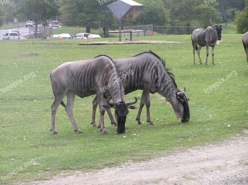 Wilder Beast Beast Animal Safari Free Photos