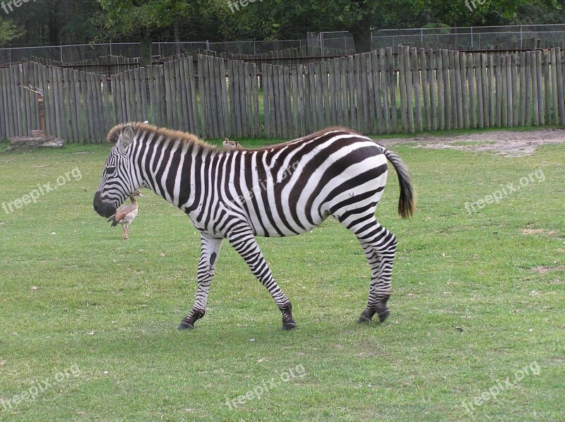 Zebra Grass Wildlife Nature Animal