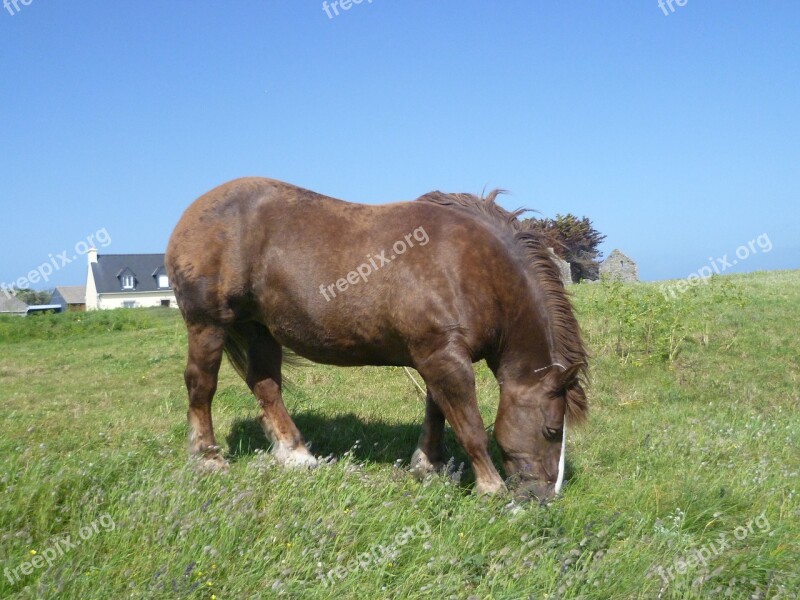 Isle Of Batz Horse Prairie Free Photos