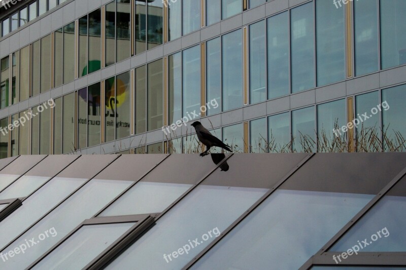 Glass Glass Facade Facade Bird Architecture