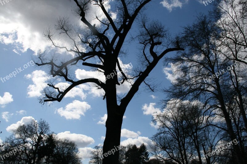 Park Tree Sky Clouds Blue