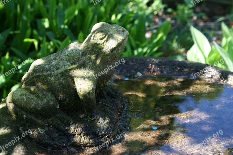 Bird Bath Garden Frog Decoration Nature