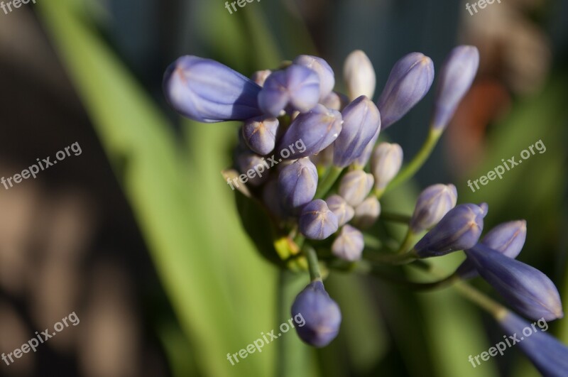 Nature Flower Macro Plant Spring